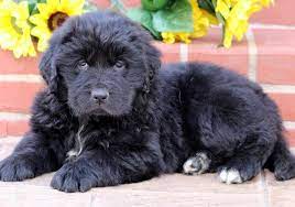 Newfoundland Puppies For Sale Puppy Adoption Keystone Puppies Newfoundland Dog Puppy Newfoundland Puppies Dog Shedding