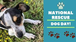 Photos of rescue dogs, man's best friend It S National Rescue Dog Day Wavy Com