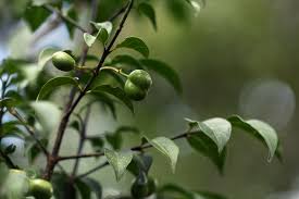 Image result for Canthium