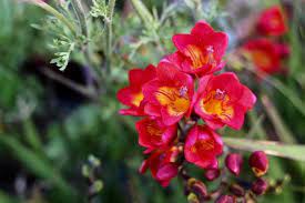 Freesia Hybrida Klatt Profile Rayagarden