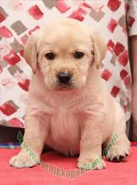 Labrador Yavru Fiyatlari 05412625853