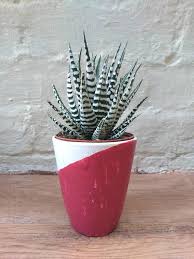 One or there is also a disease that causes zebra cactus plant root rot, which is one of the most important causes. Haworthia Fasciata Alba Big Band Zebra Cactus Haworthia Striped Variegated Succulent Easy Care Non Toxic Rare House Plant Big House Plants House Plants Perfect Plants