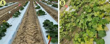 Image result for whitefly in cucumber