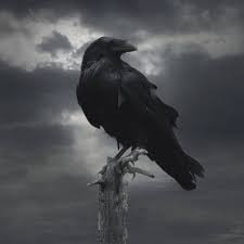 Vikings Crow Wallpaper By Haroonhassankh 70 Free On Zedge Viking Wallpaper Viking Aesthetic Crow Find the best free stock images about crow. vikings crow wallpaper by