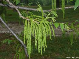 Image result for Carya illinoinensis