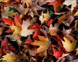 Free Autumn Screensavers Wallpapers Wallpaper Cave Autumn life screensaver tells everyone that autumn is a spectacular time of life, the essence.