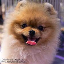 6 Month Old Pomeranian Puppy Dochlaggie Debonair Pomeranianpuppy Pomeranian Pomeranians Dochlaggie Dochlaggiepomeranians Truc Mignon Mignon