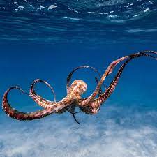 Pc The Amazing Photos By Hawaii Underwater Adventurer Jbacerra Oahu Hawaii Underwater Land Beautiful Sea Creatures Octopus Photography Sea Creatures