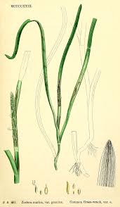 Image result for Zosteraceae