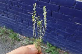 Image result for Lepidium bonariense