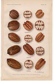 1912 Pecans Nuts Original Antique Botanical Nut Fruit Print Hickory Tree Nuts Drupe Major Burkett Warick Havens And Owens Almond Benefits Pecan Pecan Nuts