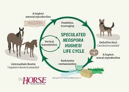 Update Epm In Horses The Horse