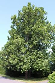 Plant database entry for american sycamore (platanus occidentalis) with 64 images, 5 comments, and 45 data details. Platanus Occidentalis American Sycamore Mount Royal Seeds