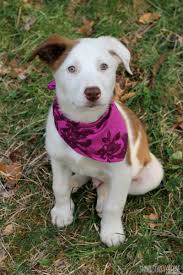Garter stitch bandana cowl by ashley lillis. Free Diy Dog Bandana Pattern Swoodson Says