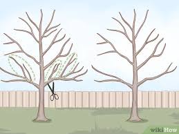 3 Ways To Trim Maple Trees Wikihow