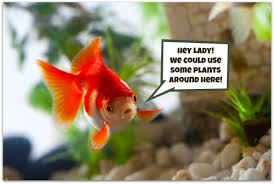 Aquarium stone making malayalam/how to make aquarium stone/fish tank stone. How To Decorate Your Fish Tank With Live Plants The Pet Blog Lady Celebrating Our Pets