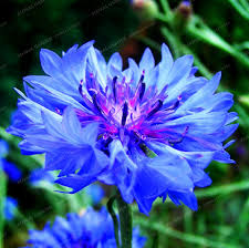 100 Pcs Blue Cornflowers Germany S National Flower Chrysanthemum Flower Seeds Mini Bonsai Flower Seeds F Flower Desktop Wallpaper Edible Flowers Pretty Flowers