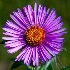 Image result for Aster chimanimaniensis