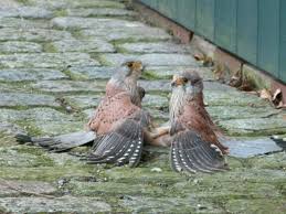 Und dann beginnt die invasion. Wildtiere Privatgarten Wagenhuber Versmold