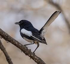 Juvenile resembles female, but it has scaly head and upper parts, and mottled brown throat and breast. Oriental Magpie Robin àª¦ àª¯àª¡