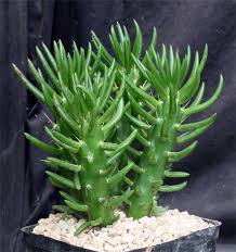 Image result for Austrocylindropuntia