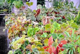 Image result for Begonia nyassensis