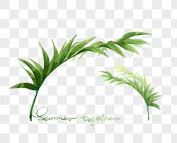 coconut leaf png image picture free download 400549760 lovepik com coconut leaf png image picture free