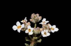 Image result for Dolichopentas