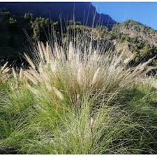 Image result for Cenchrus macrourus