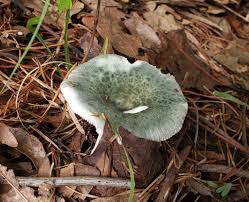 Image result for Russula perlactea