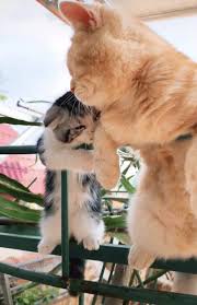 Munculnya kucing hutan serupa harimau. Pin Oleh ð™·ðšŠðš•ðšŠ Di Aesthetic Kucing Cantik Gambar Kucing Lucu Binatang