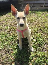 ooloo carolina dog mix adopted march 2016 carolina dog dog mixes dog person
