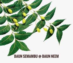 Check spelling or type a new query. Merawat Chickenpox Baby Secara Semula Jadi Sihat Dan Cergas Semulajadi