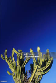 Image result for Cereus jamacaru