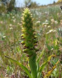 Image result for Holothrix villosa