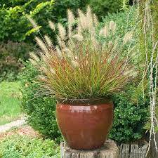 Dwarf Fountain Grass Burgundy Bunny Fountain Grass Ornamental Grasses Perennial Grasses