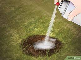 How To Find A Yellow Jacket Nest 11 Steps With Pictures