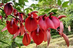 Image result for Senecio milanjianus