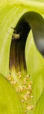Image result for Arisaema mildbraedii