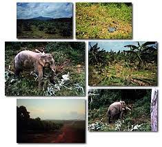 Masalah pembalakan haram laporan trade records of fauna and flora menyebut di antara tahun 1986 dan jun 1990 500.000 hektar hutan di. Halaman 1