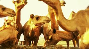 Art and culture, market, street market. Al Ain Camel Market