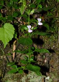 Image result for Hypoestes triflora