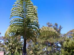 Image result for Caryota