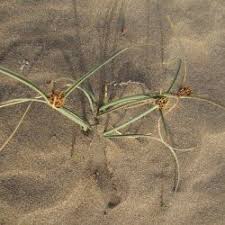 Image result for Pycreus mundtii