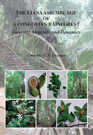 Image result for Orthopichonia schweinfurthii