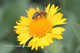 Wholesale anemones, wholesale tropicals, wholesale succulents Pollen For Honey Bees In A Rainbow Of Colours Janet Davis Explores Colour