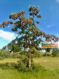 Image result for Zanha golungensis