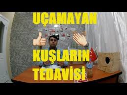 Muhabbet Kusum Ucamiyor Ne Yapmaliyim Tedavisi Nedir Youtube