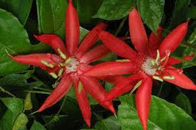 We did not find results for: Tropical Climbers Seed From Jungleseeds