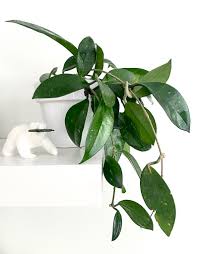 Once you spot the roots emerging, transfer it into a pot filled with a quality. Hoya Carnosa Everything You Need To Know About Wax Plants My Tasteful Space